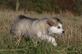 ALASKAN MALAMUTE 502